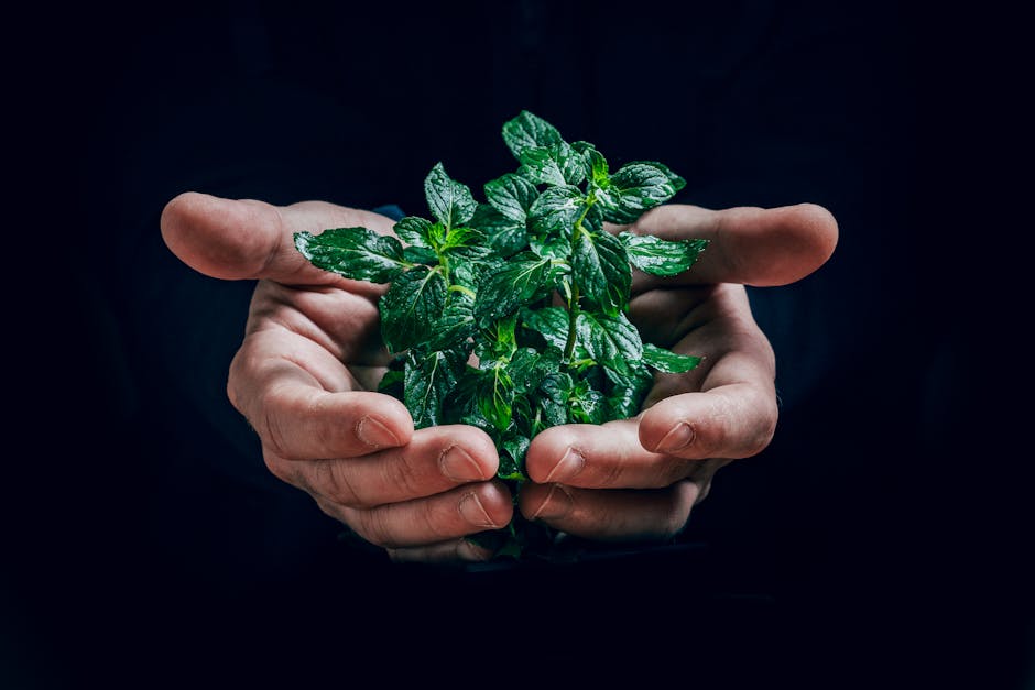 Detailed shot of hands holding wet mint leaves, highlighting freshness and texture.