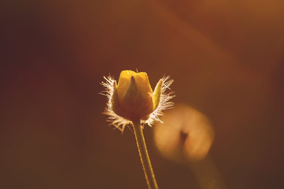 A delicate yellow flower backlit by soft sunlight in a macro close-up, showcasing nature's beauty.