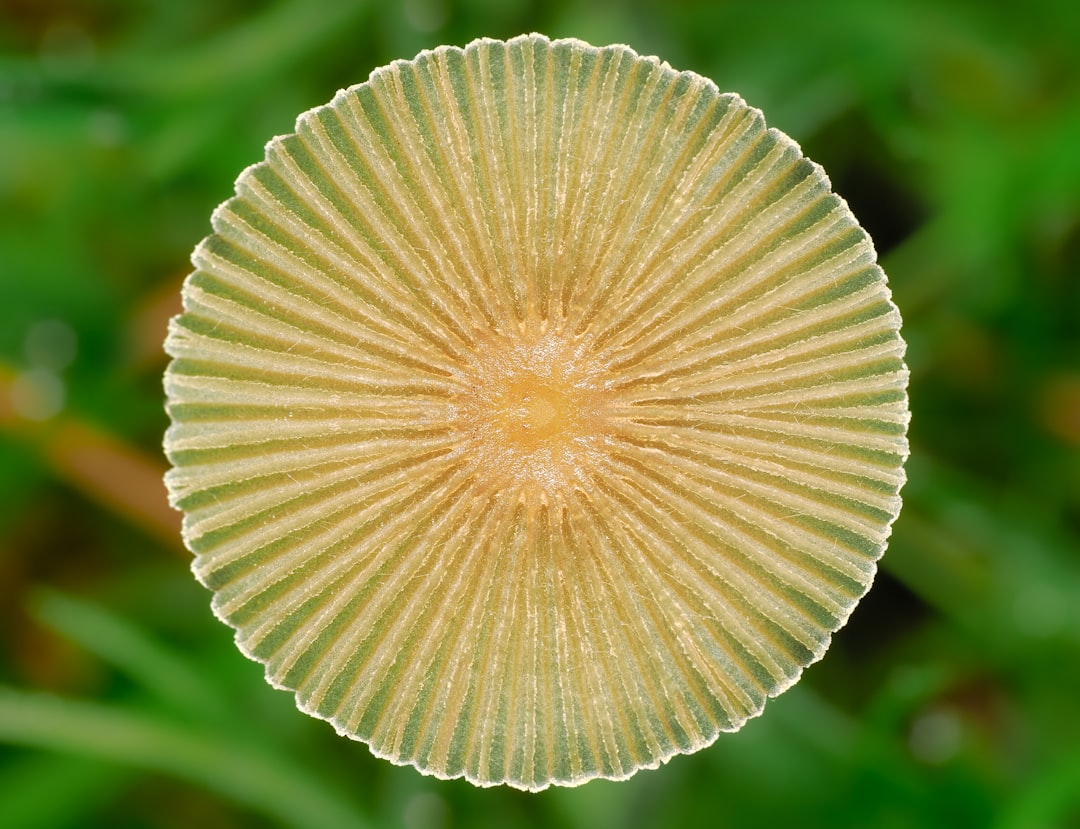 A close up of a yellow object in the grass
