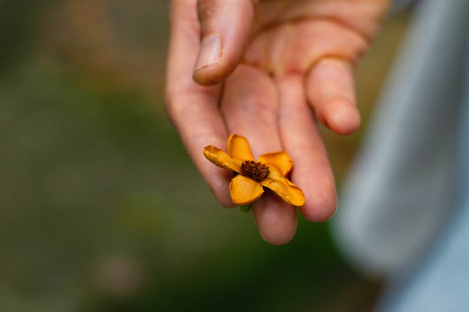 Close-up of a hand gently holding a vibrant orange flower outdoors.