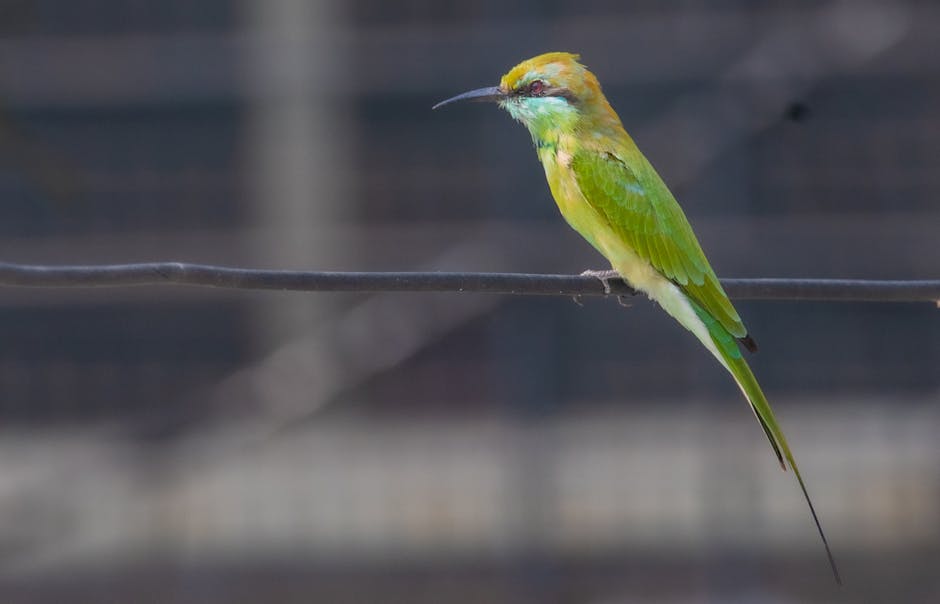 A close-up shot of a colorful Green Bee-Eater resting on a wire outdoors.